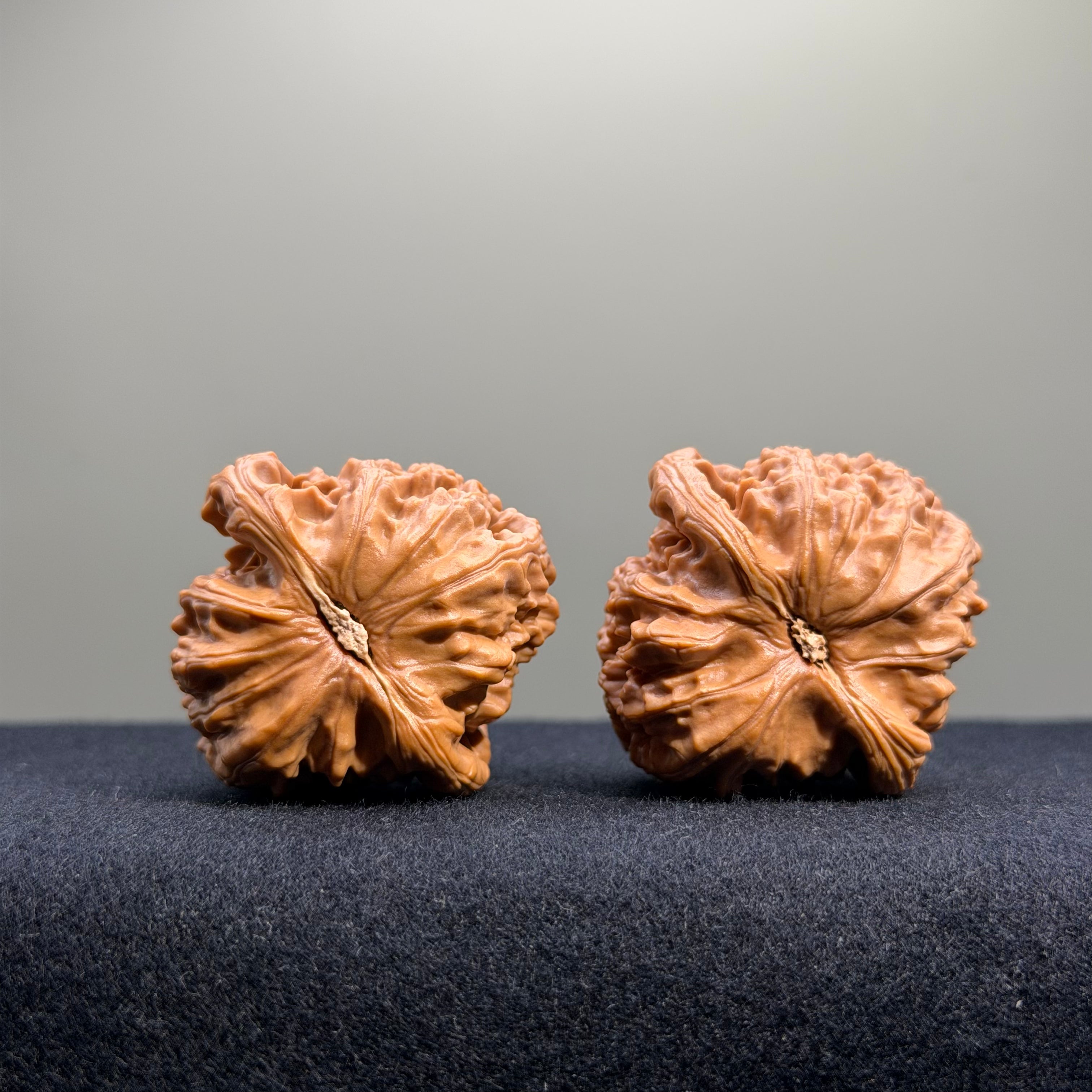 White Lion Wenwan Walnut · 38mm · Select Ritual