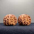 White Lion Wenwan Walnut · 40mm · Select Ritual