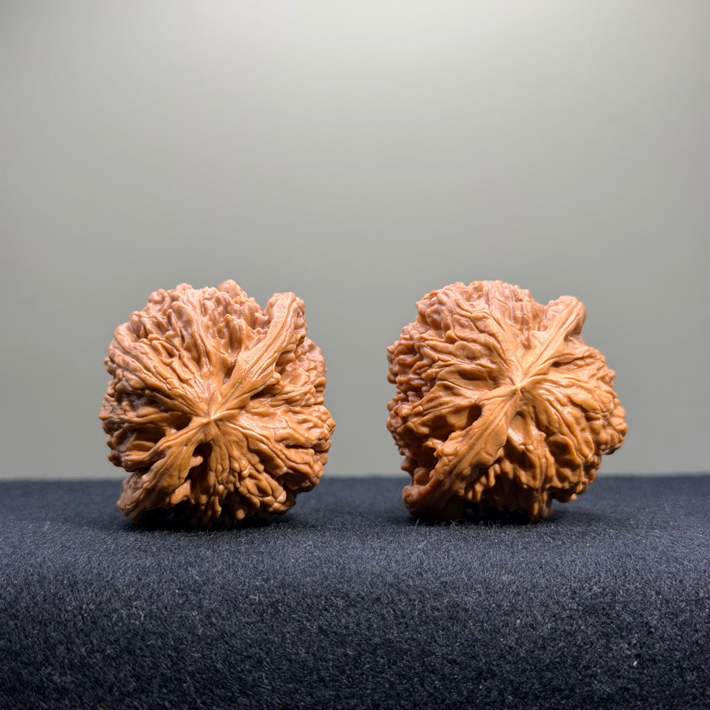 White Lion Wenwan Walnut · 40mm · Select Ritual