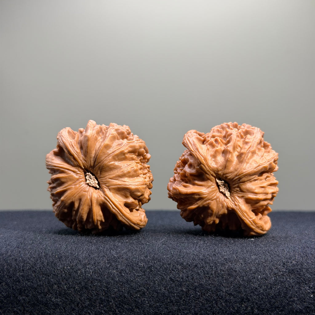 White Lion Wenwan Walnut · 40mm · Select Ritual