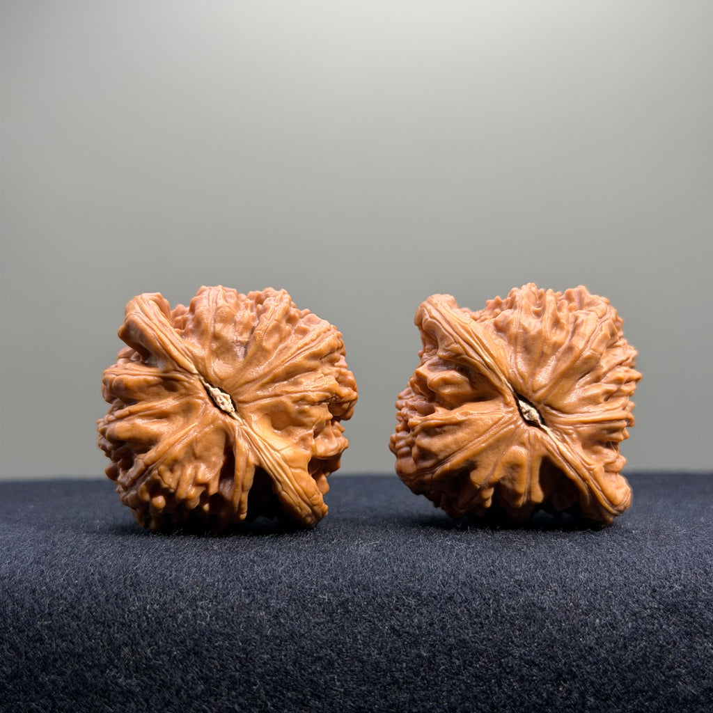 White Lion Wenwan Walnut · 40mm · Select Ritual