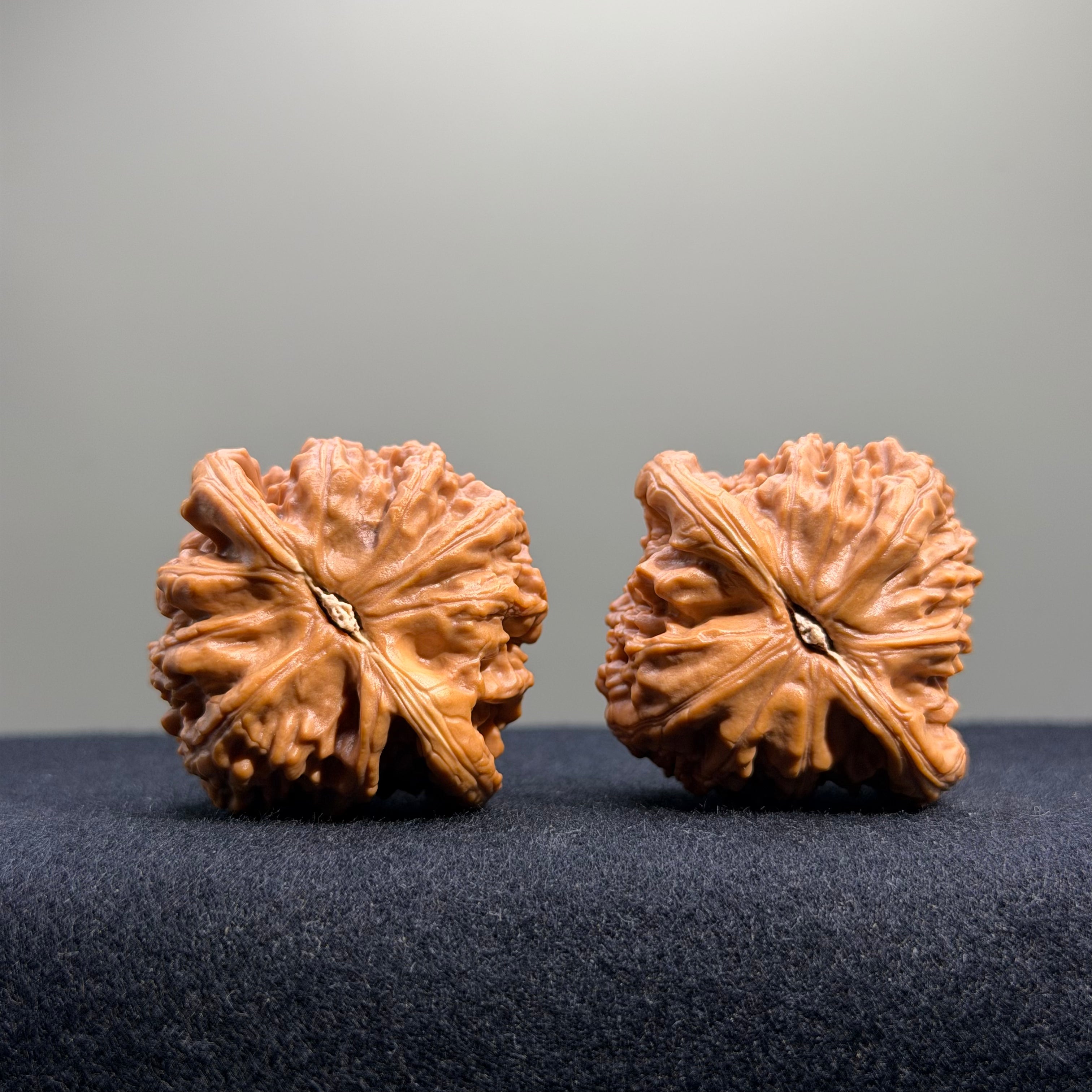 White Lion Wenwan Walnut · 40mm · Select Ritual