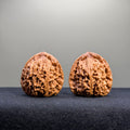 Nanjiang Stone Wenwan Walnut · 37mm · Select Ritual