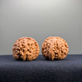 White Lion Wenwan Walnut · 37mm · Natural · Entry Ritual
