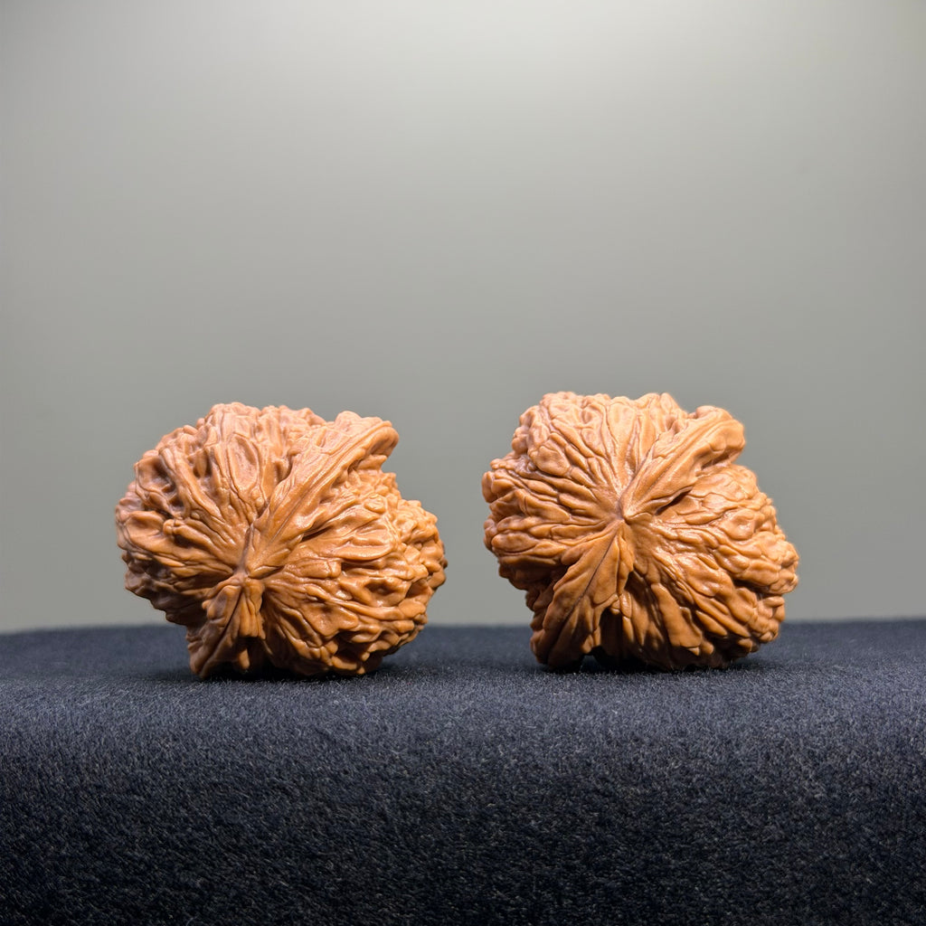 White Lion Wenwan Walnut · 37mm · Natural · Entry Ritual