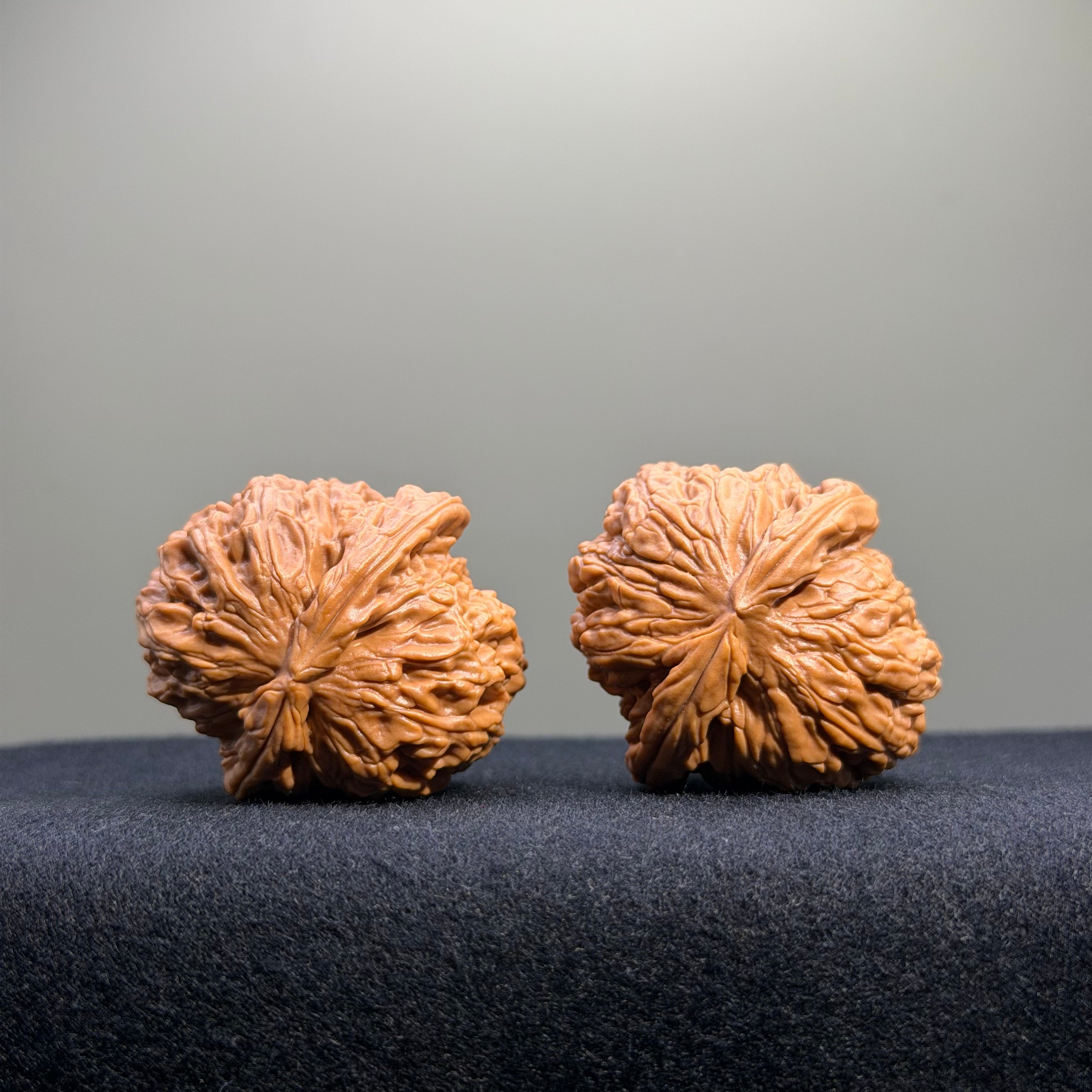 White Lion Wenwan Walnut · 37mm · Natural · Entry Ritual