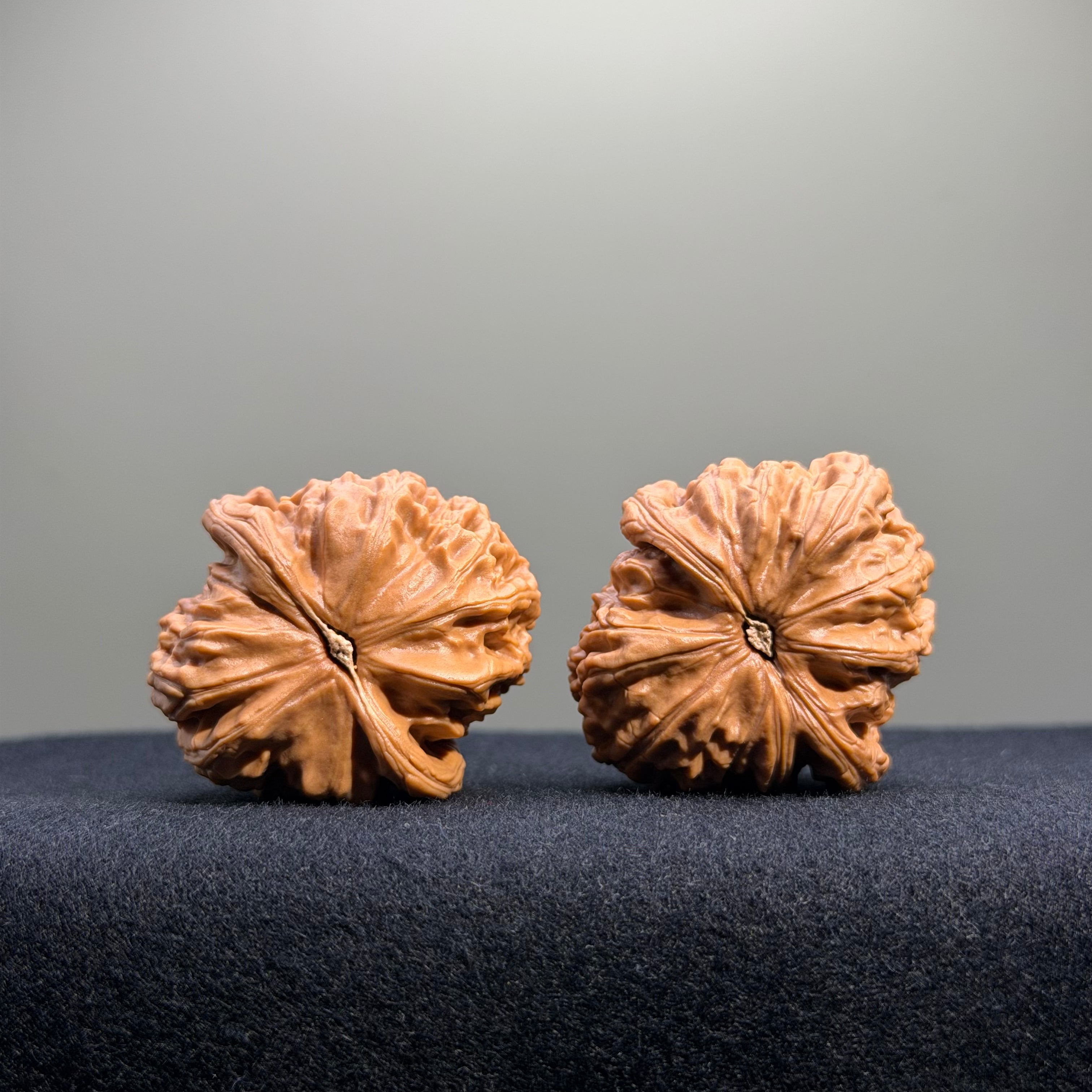 White Lion Wenwan Walnut · 37mm · Natural · Entry Ritual
