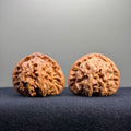 White Lion Wenwan Walnut · 41mm · Natural · Entry Ritual