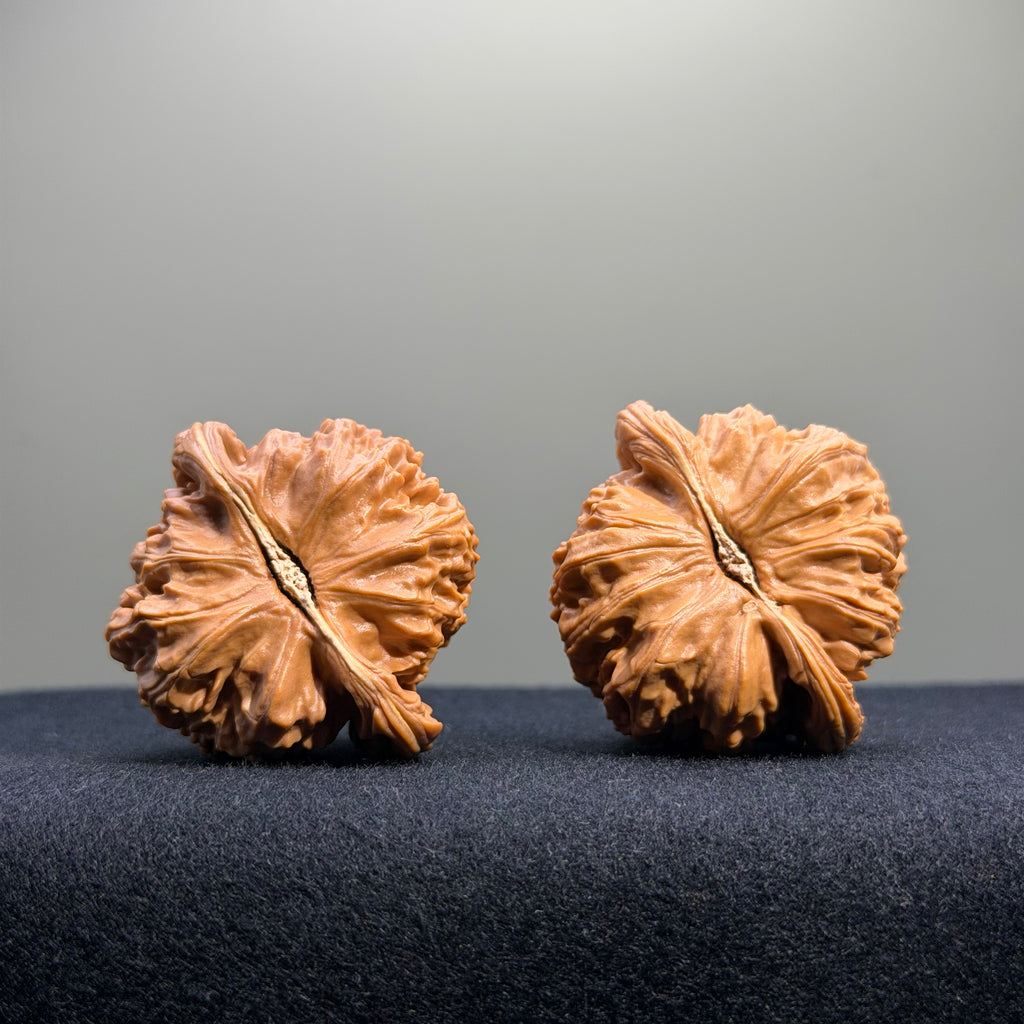 White Lion Wenwan Walnut · 41mm · Natural · Entry Ritual