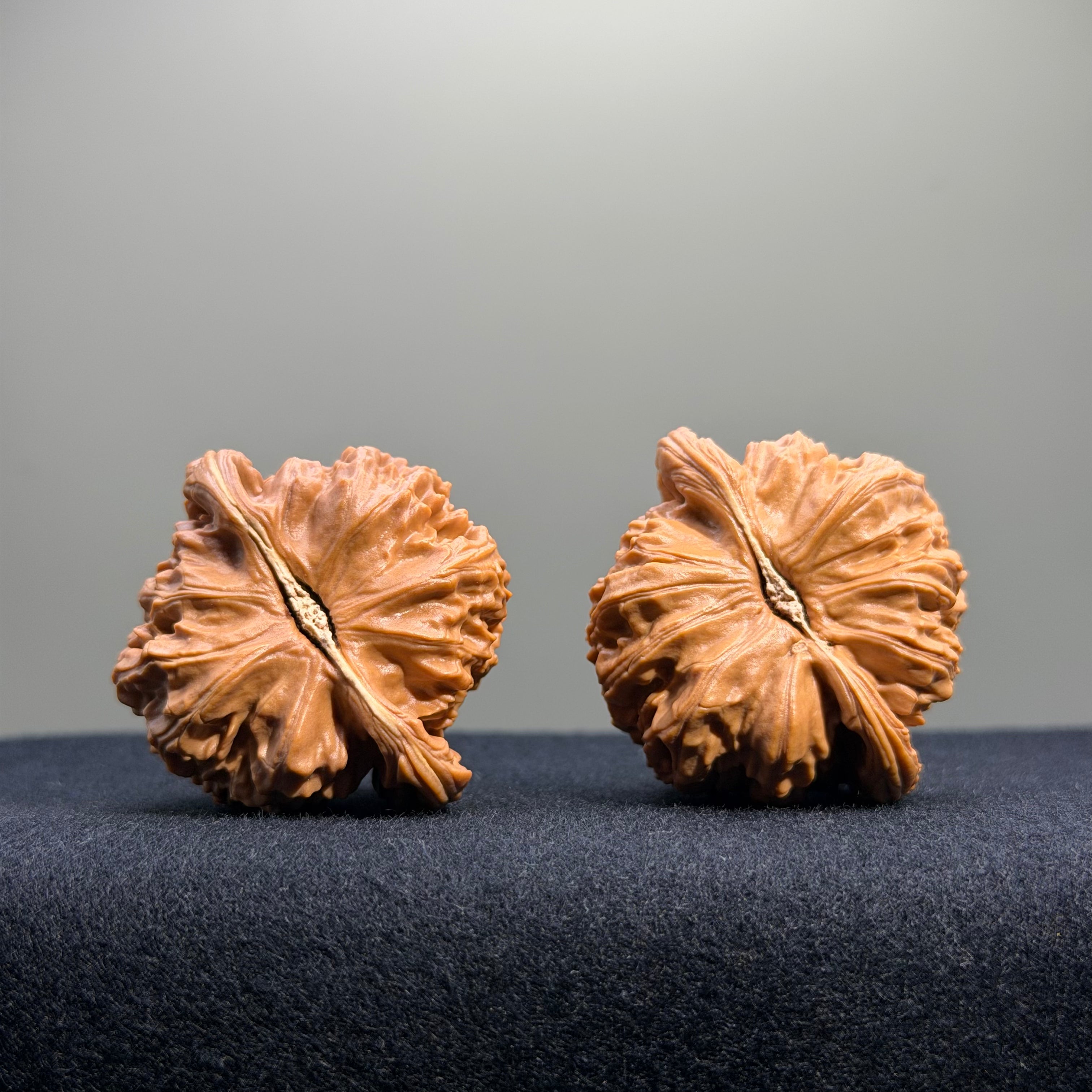 White Lion Wenwan Walnut · 41mm · Natural · Entry Ritual