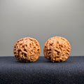 White Lion Wenwan Walnut · 35mm · Natural · Entry Ritual