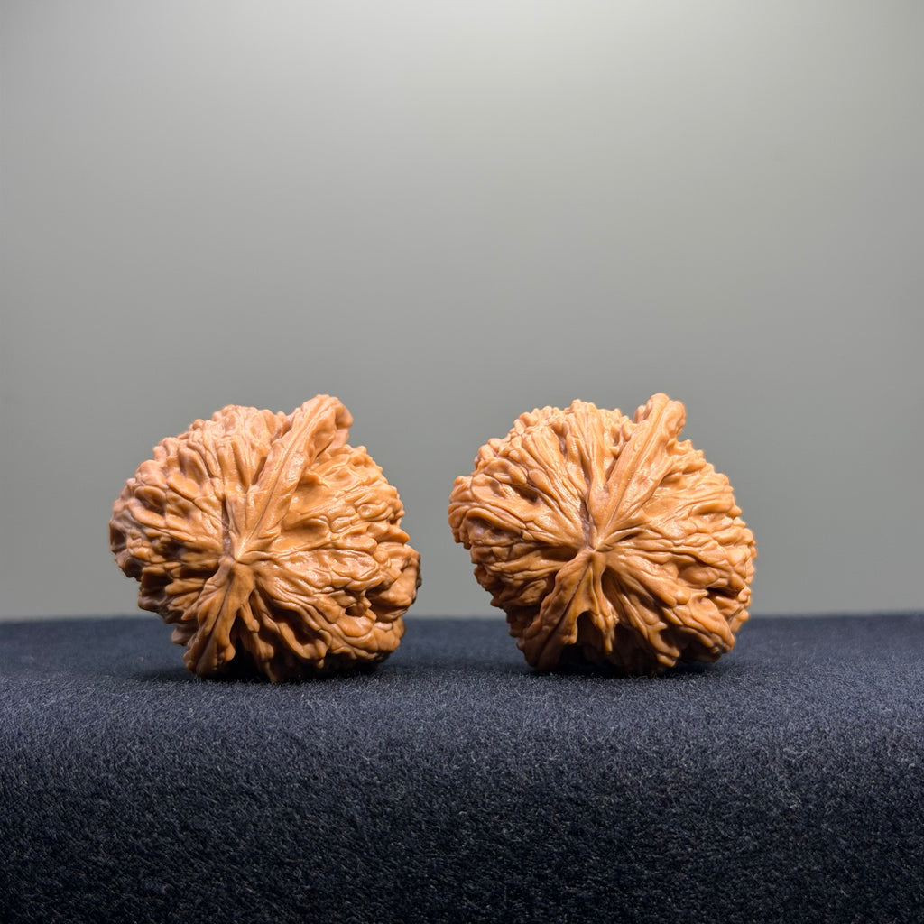 White Lion Wenwan Walnut · 35mm · Natural · Entry Ritual
