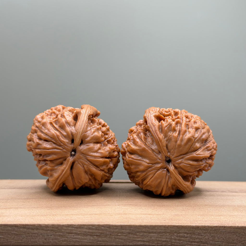 Lotus Tiger Head Walnut
