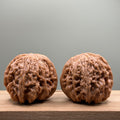 Blizzard Lion Head Walnut