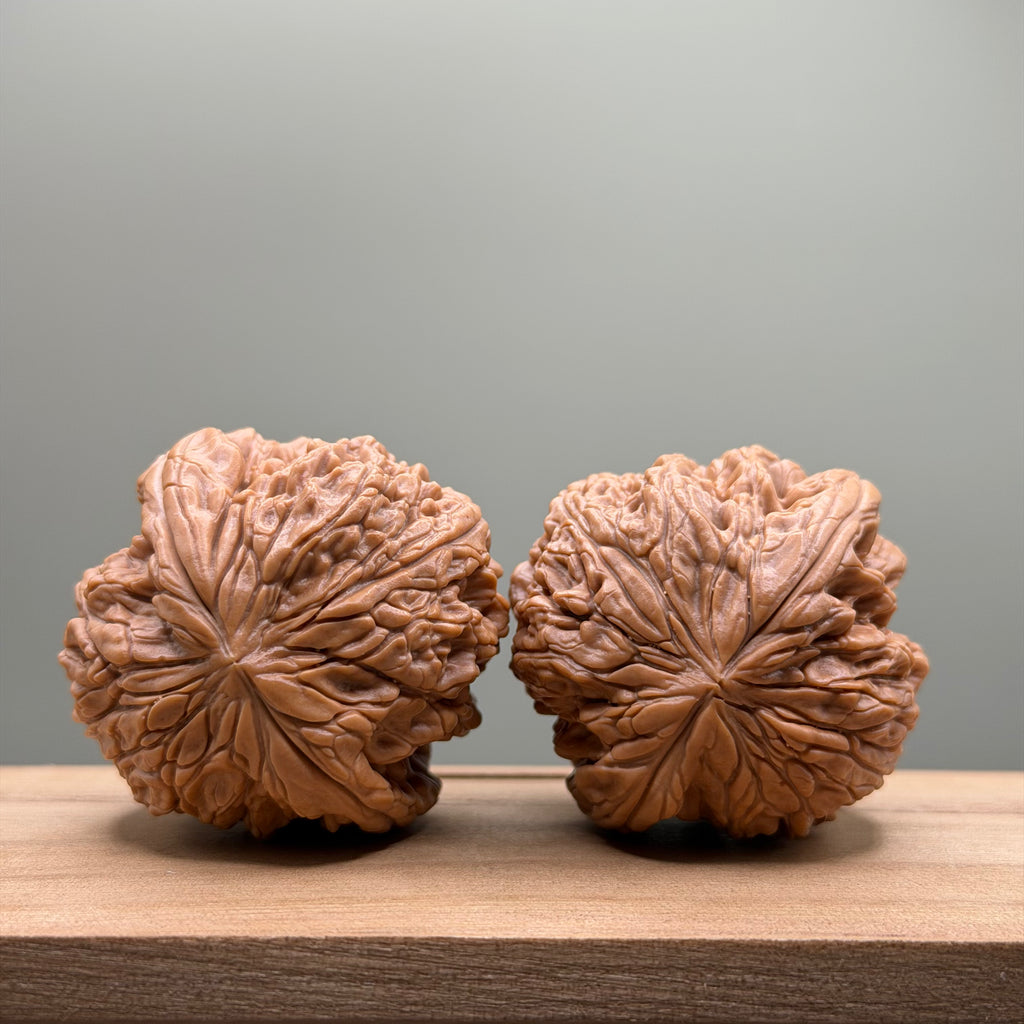 Blizzard Lion Head Walnut