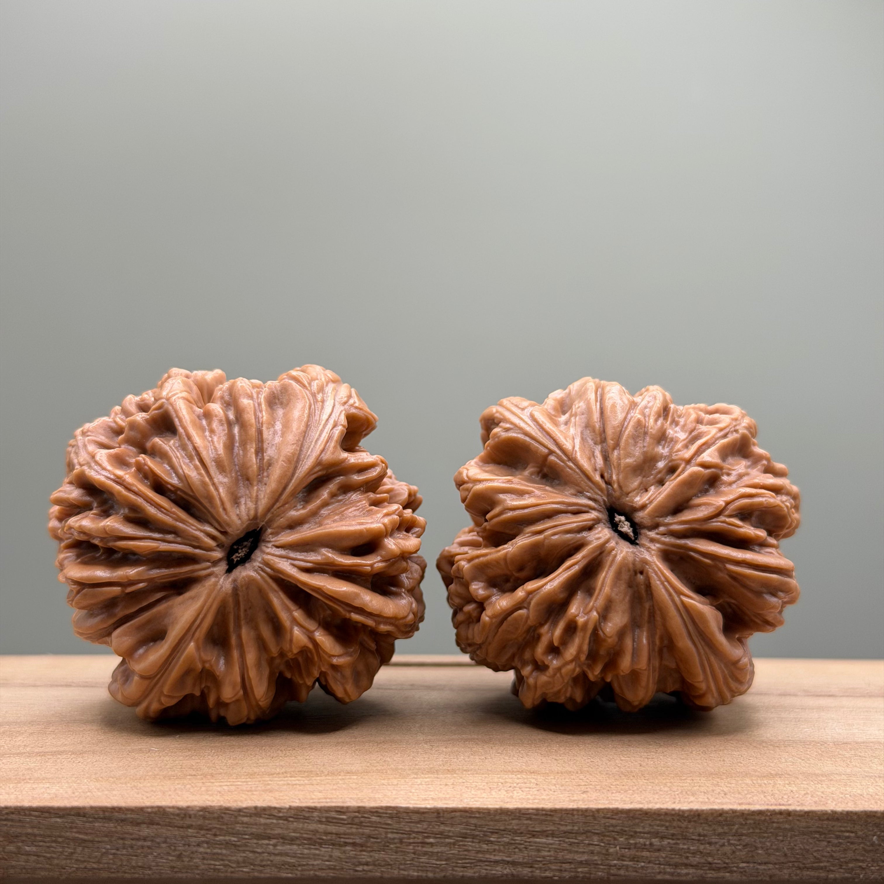 Blizzard Lion Head Walnut