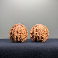 Wheat Ear Tiger Head Wenwan Walnut · 35mm · Natural · Entry Ritual