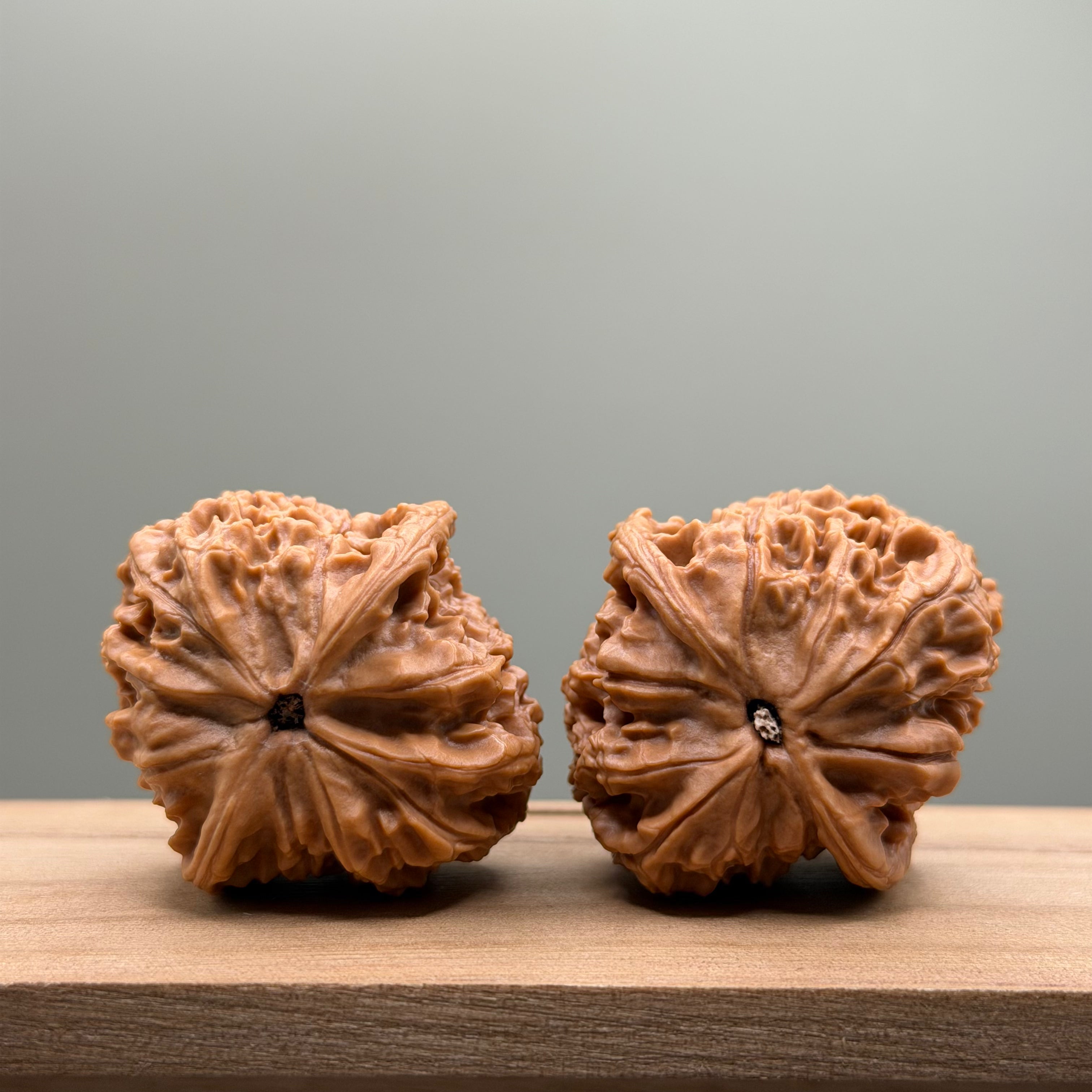 Red Lion Head Walnut