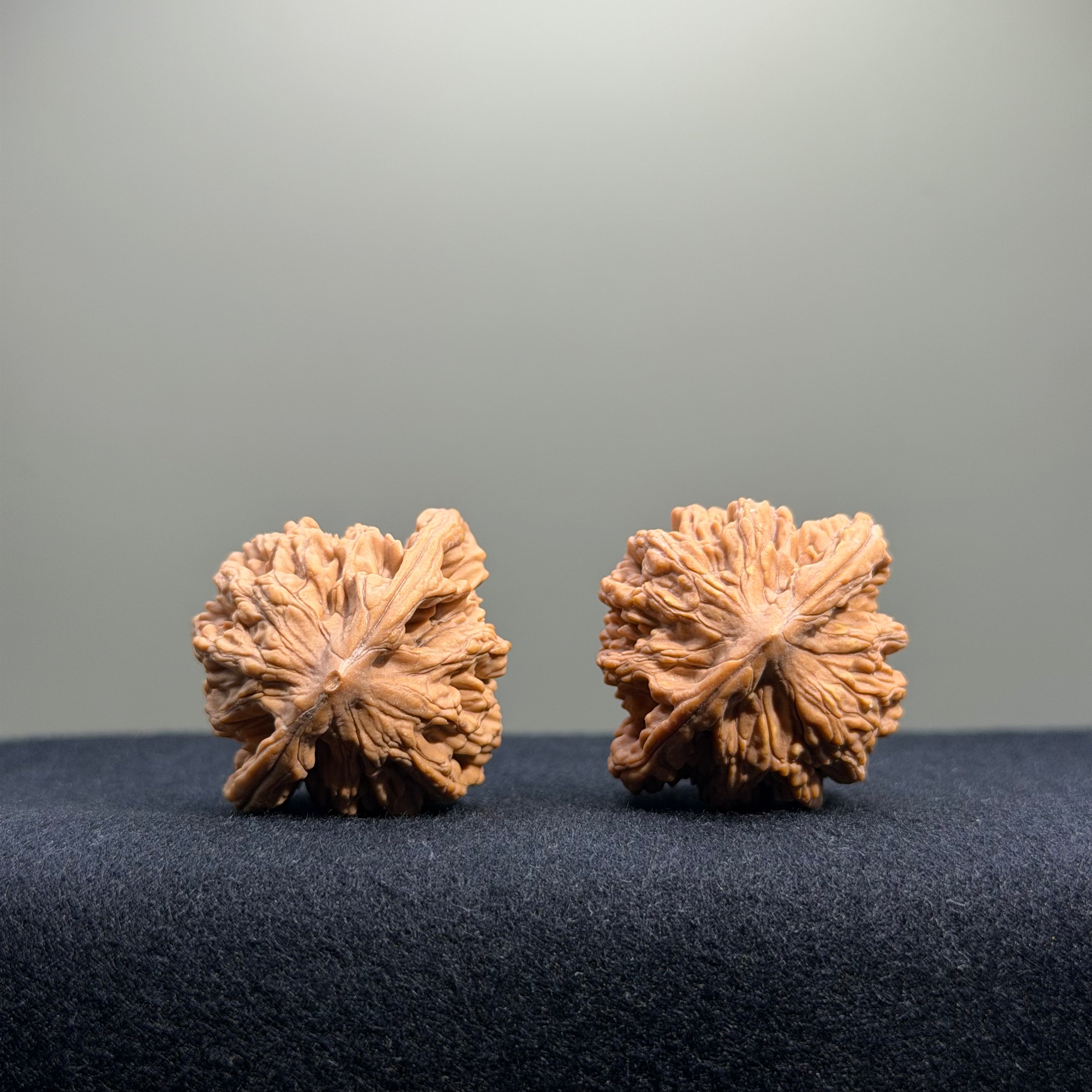 Wheat Ear Tiger Head Wenwan Walnut · 35mm · Natural · Entry Ritual