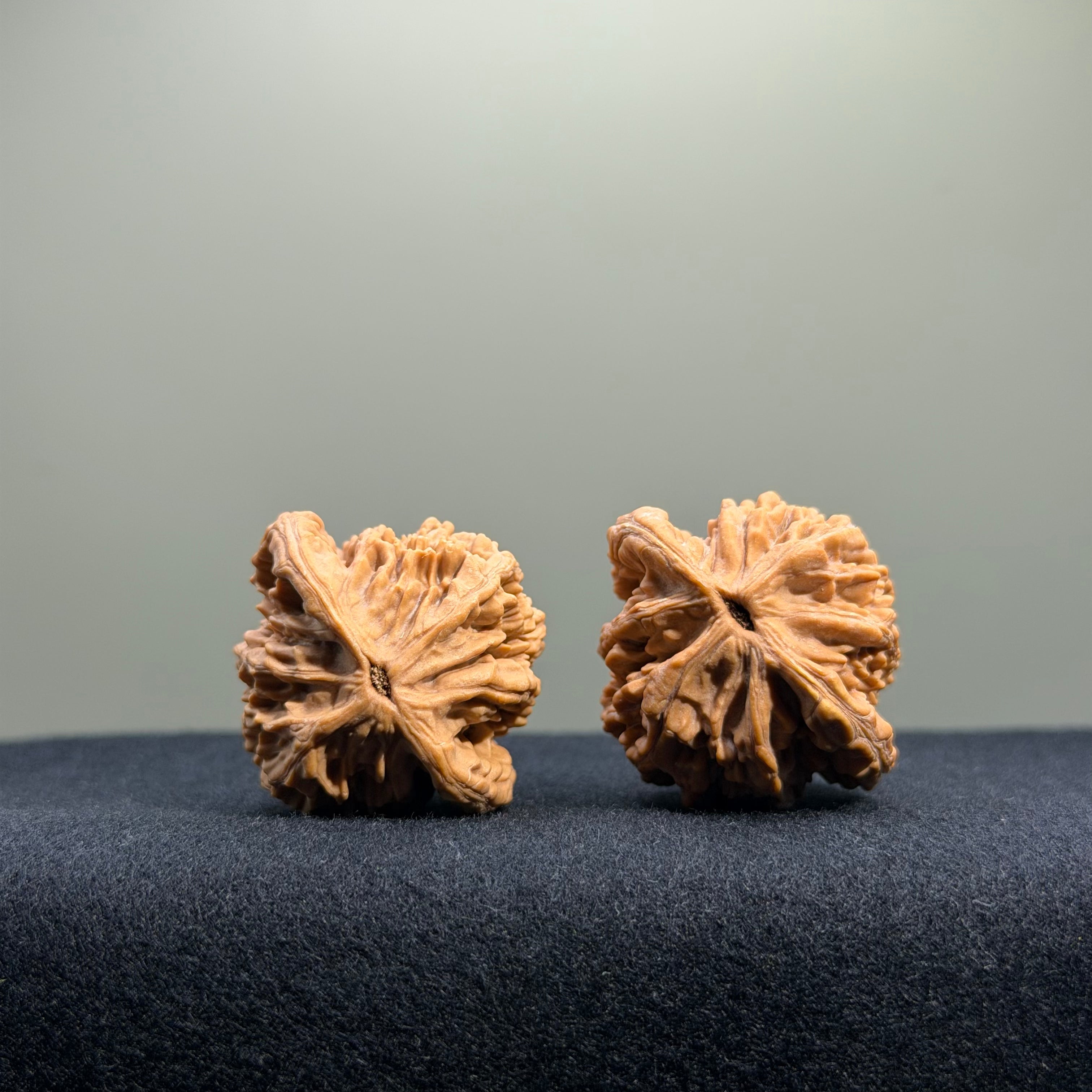 Wheat Ear Tiger Head Wenwan Walnut · 35mm · Natural · Entry Ritual