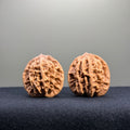 Wheat Ear Tiger Head Wenwan Walnut · 35mm · Natural · Entry Ritual