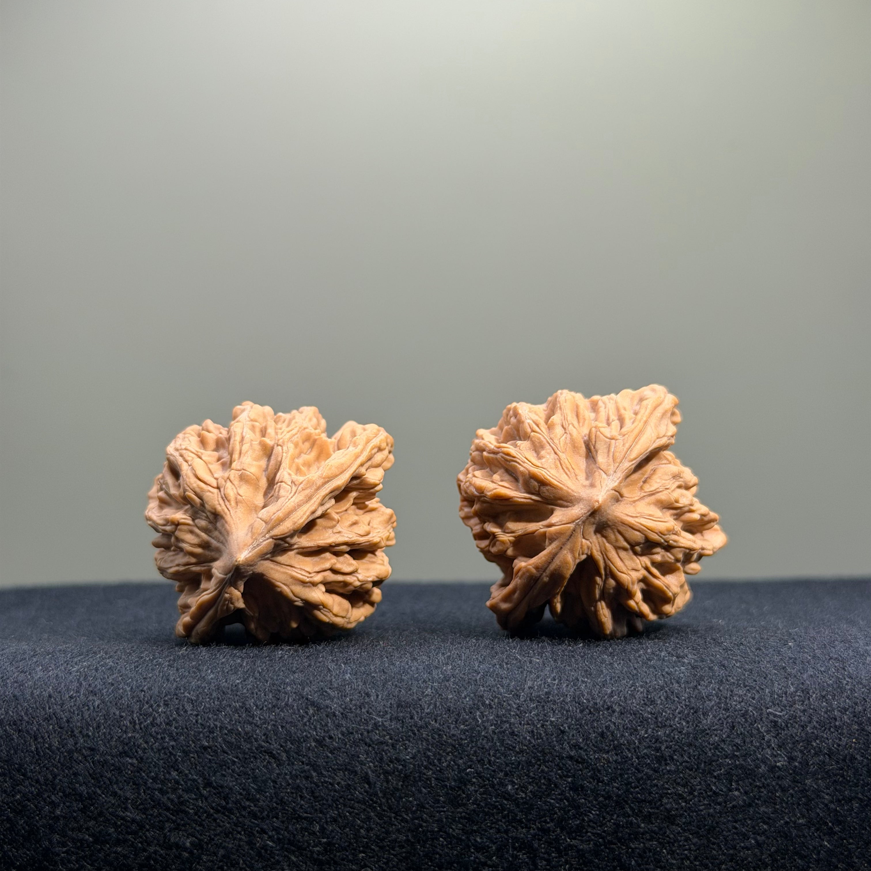 Wheat Ear Tiger Head Wenwan Walnut · 35mm · Natural · Entry Ritual