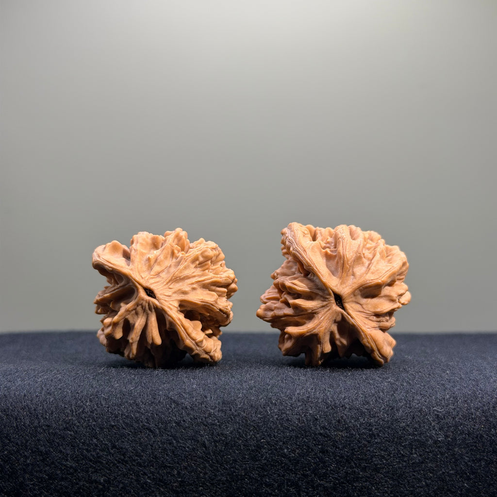 Wheat Ear Tiger Head Wenwan Walnut · 35mm · Natural · Entry Ritual