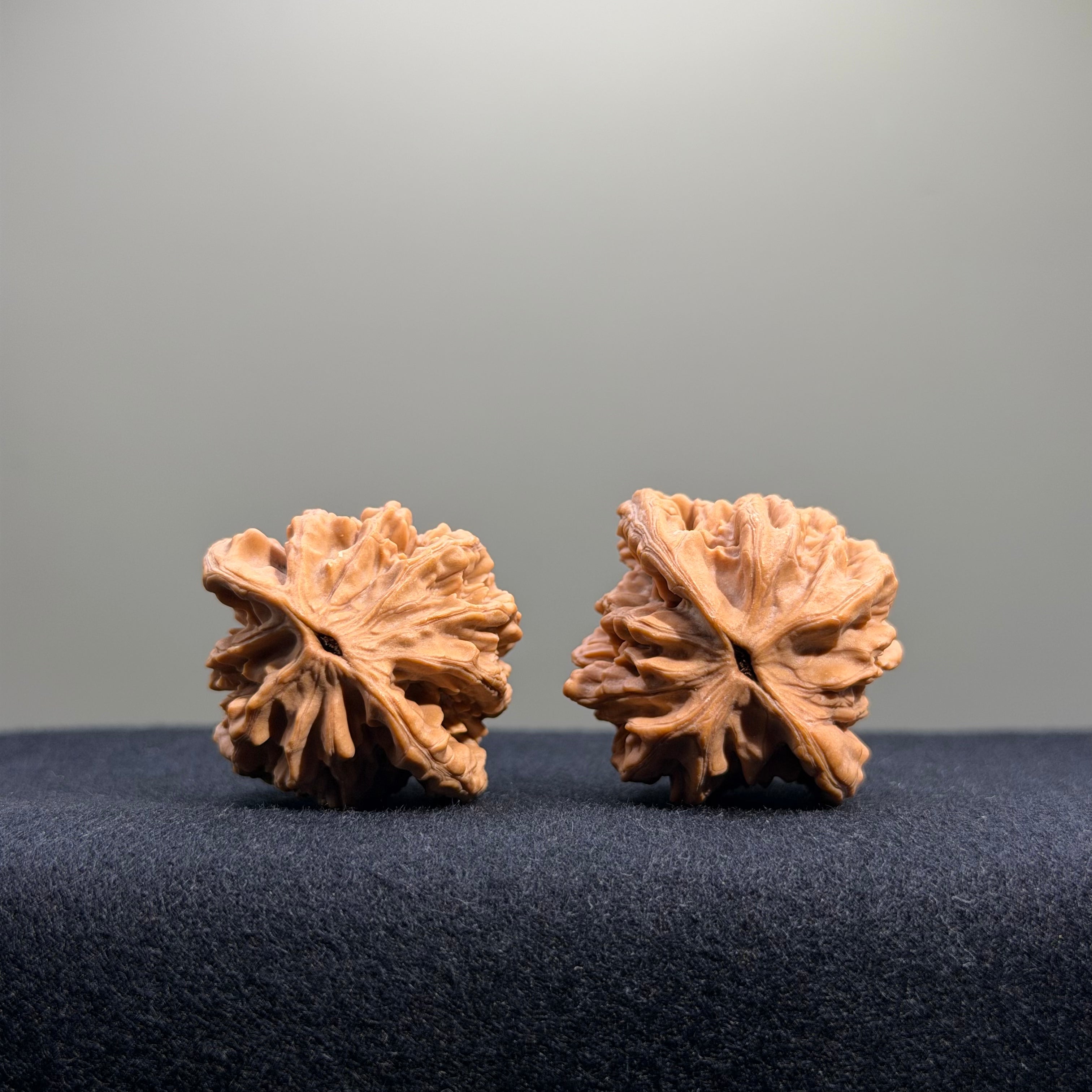 Wheat Ear Tiger Head Wenwan Walnut · 35mm · Natural · Entry Ritual