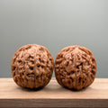 Lotus Tiger Head Walnut