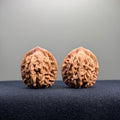 Wheat Ear Tiger Head Wenwan Walnut · 32mm · Natural · Entry Ritual