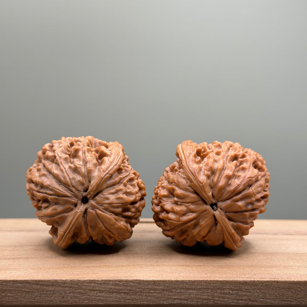 Lotus Tiger Head Walnut