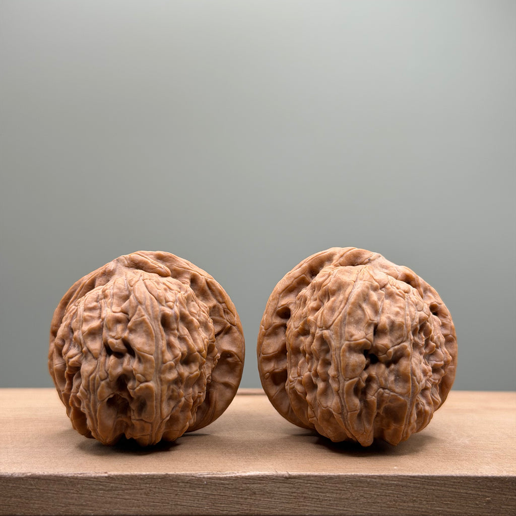 White Lion Head Walnut