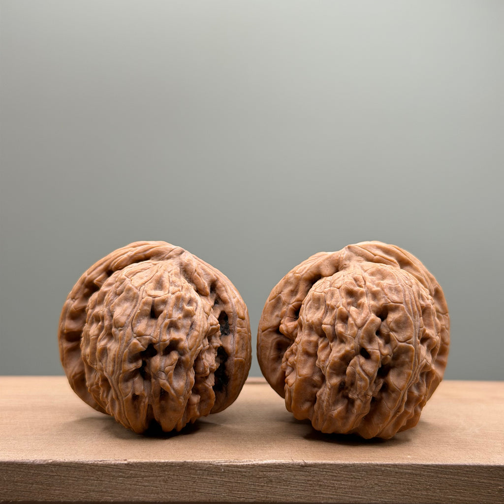 White Lion Head Walnut