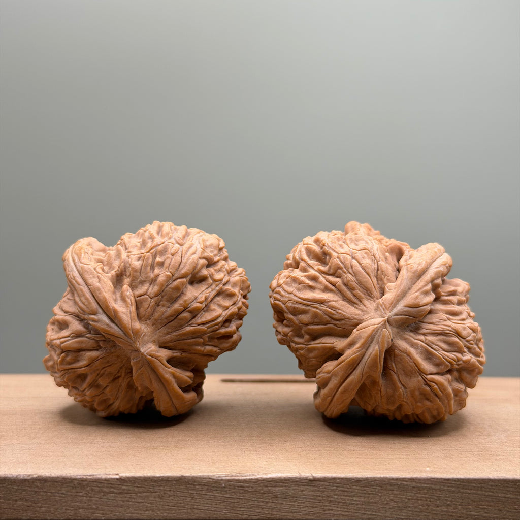 White Lion Head Walnut