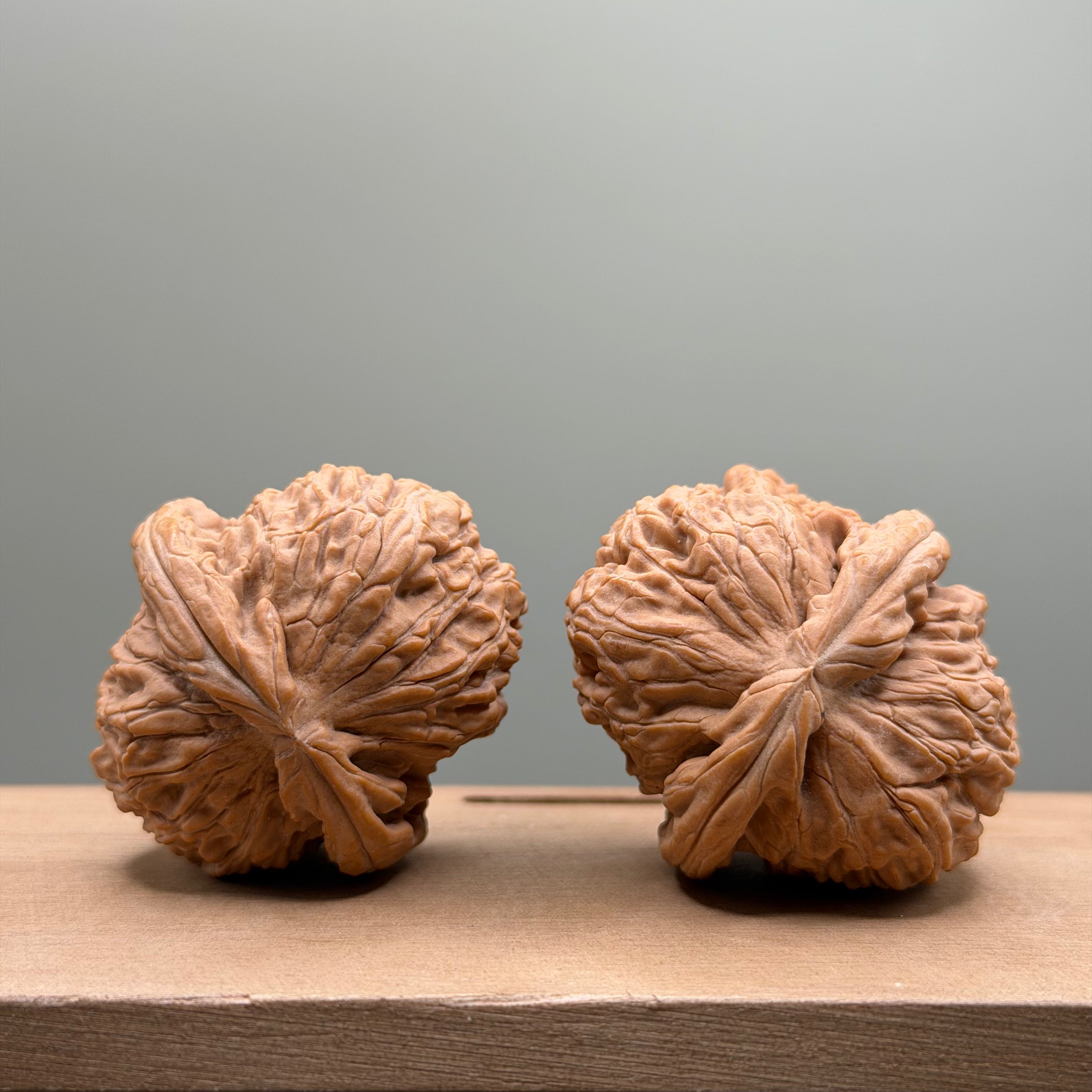 White Lion Head Walnut