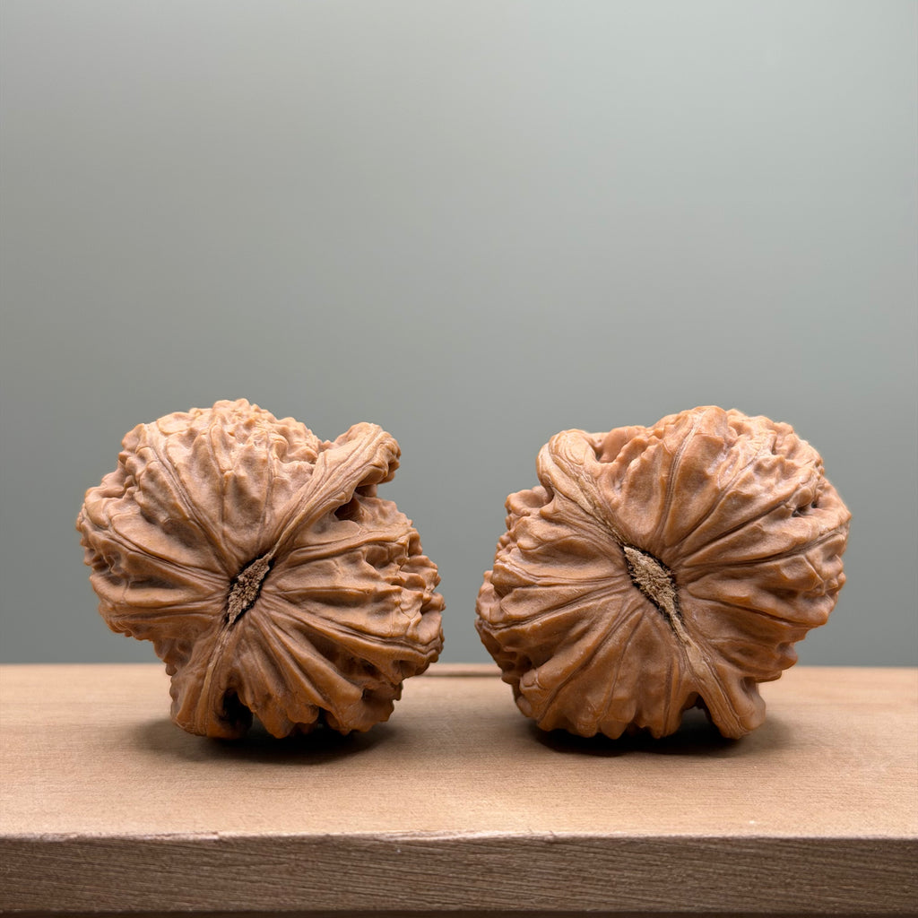 White Lion Head Walnut