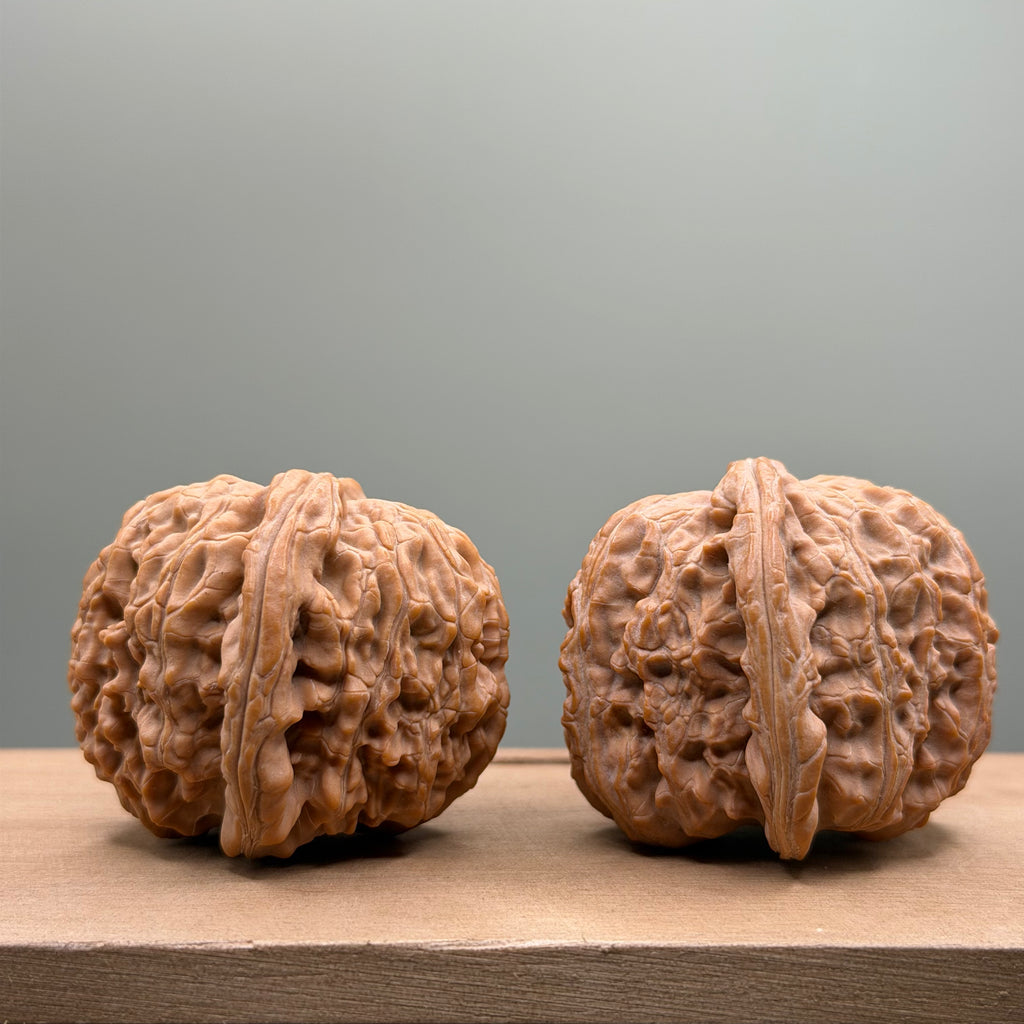 White Lion Head Walnut