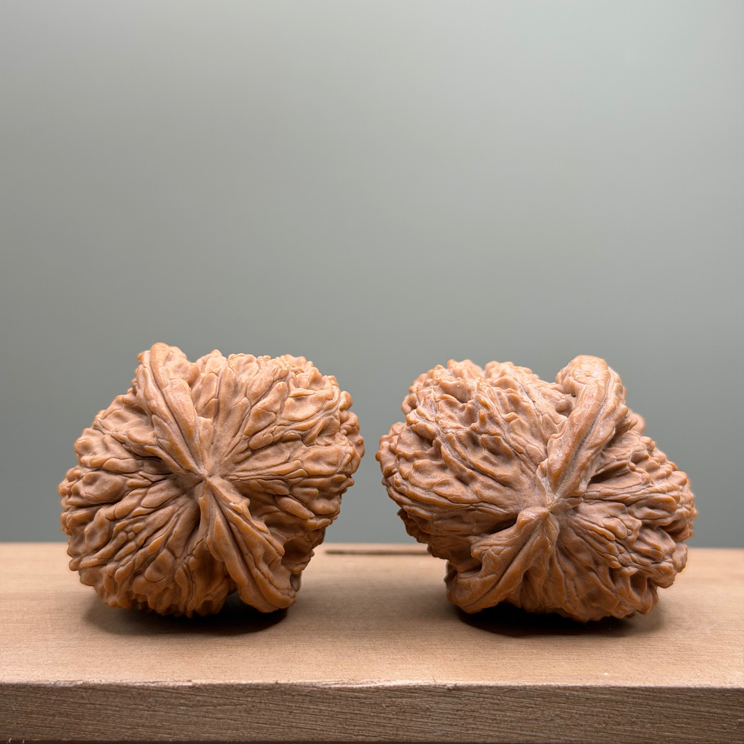 White Lion Head Walnut