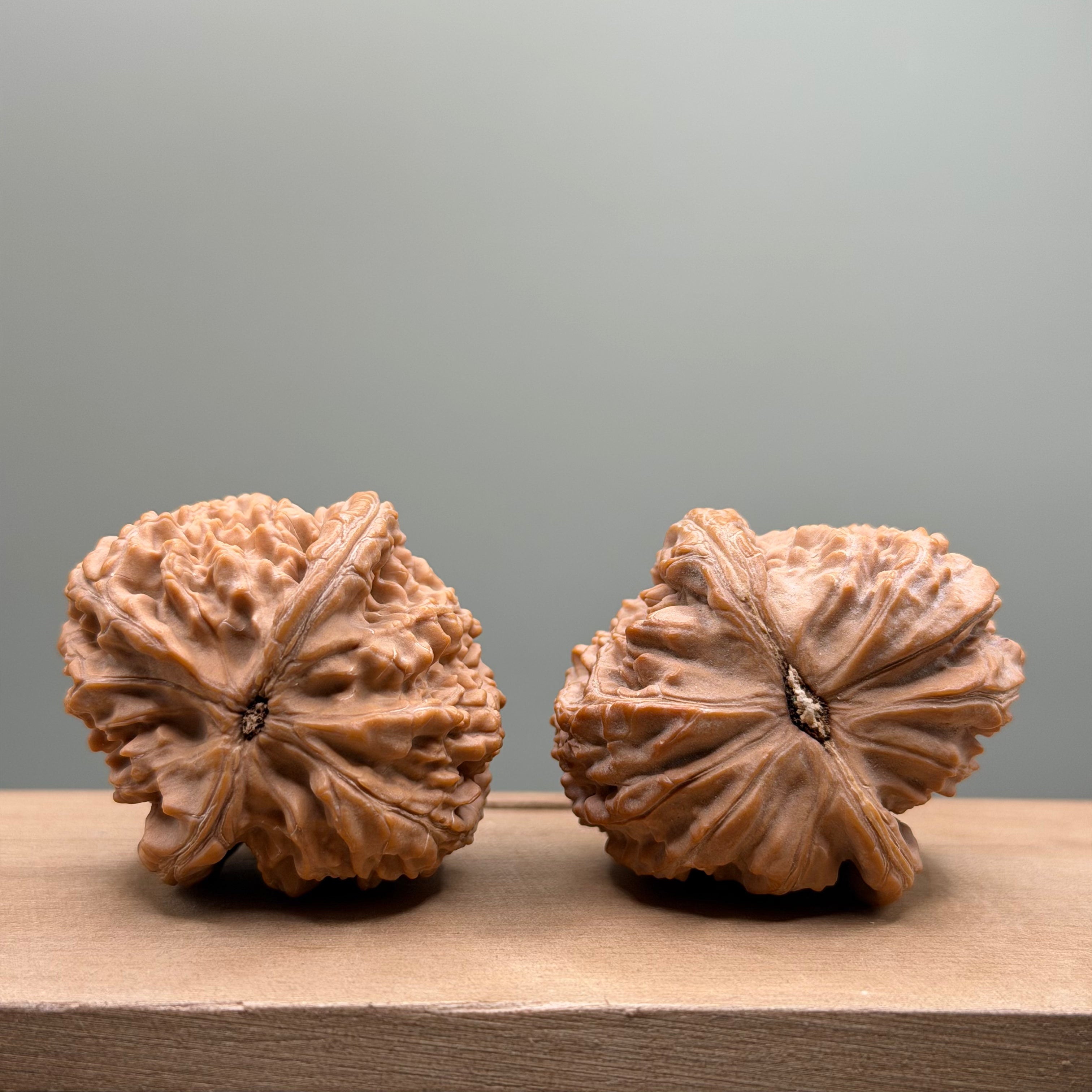 White Lion Head Walnut