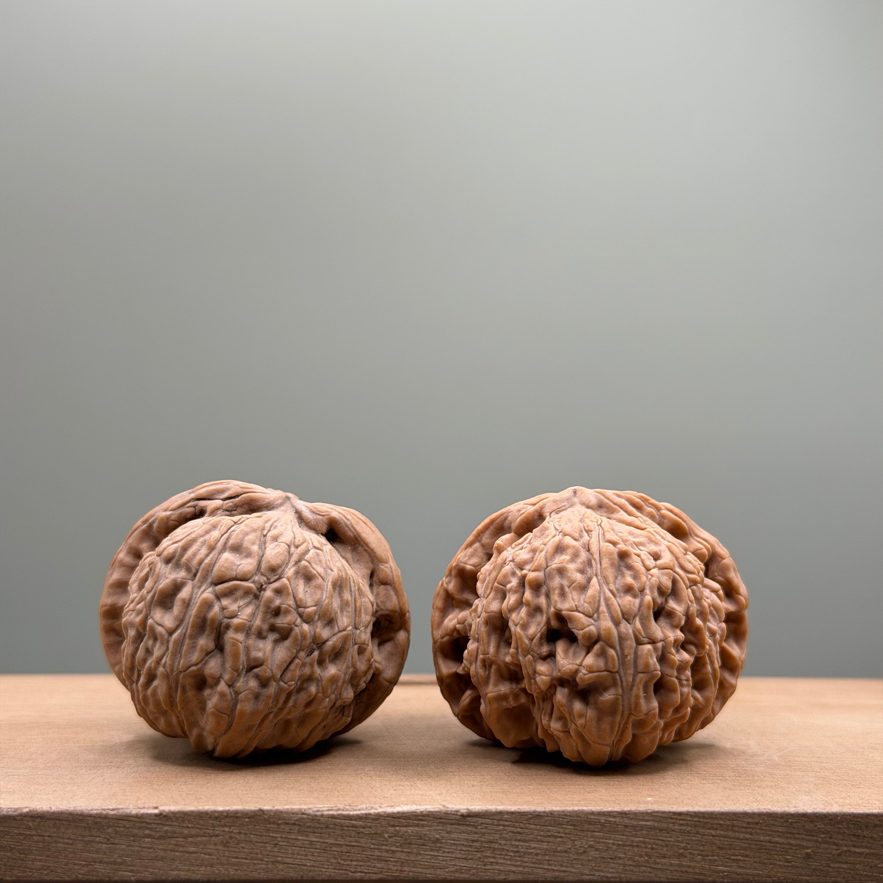 White Lion Head Walnut