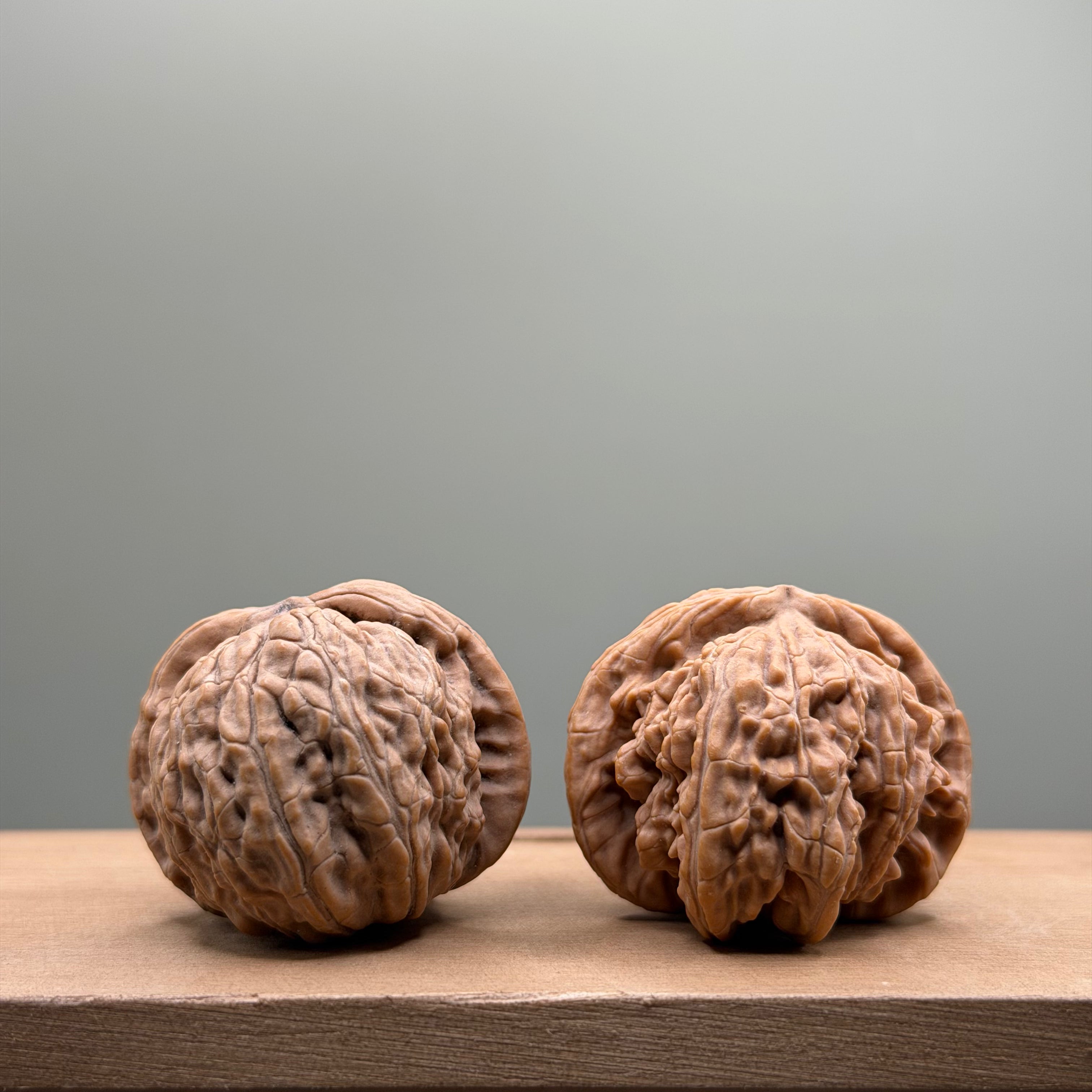 White Lion Head Walnut