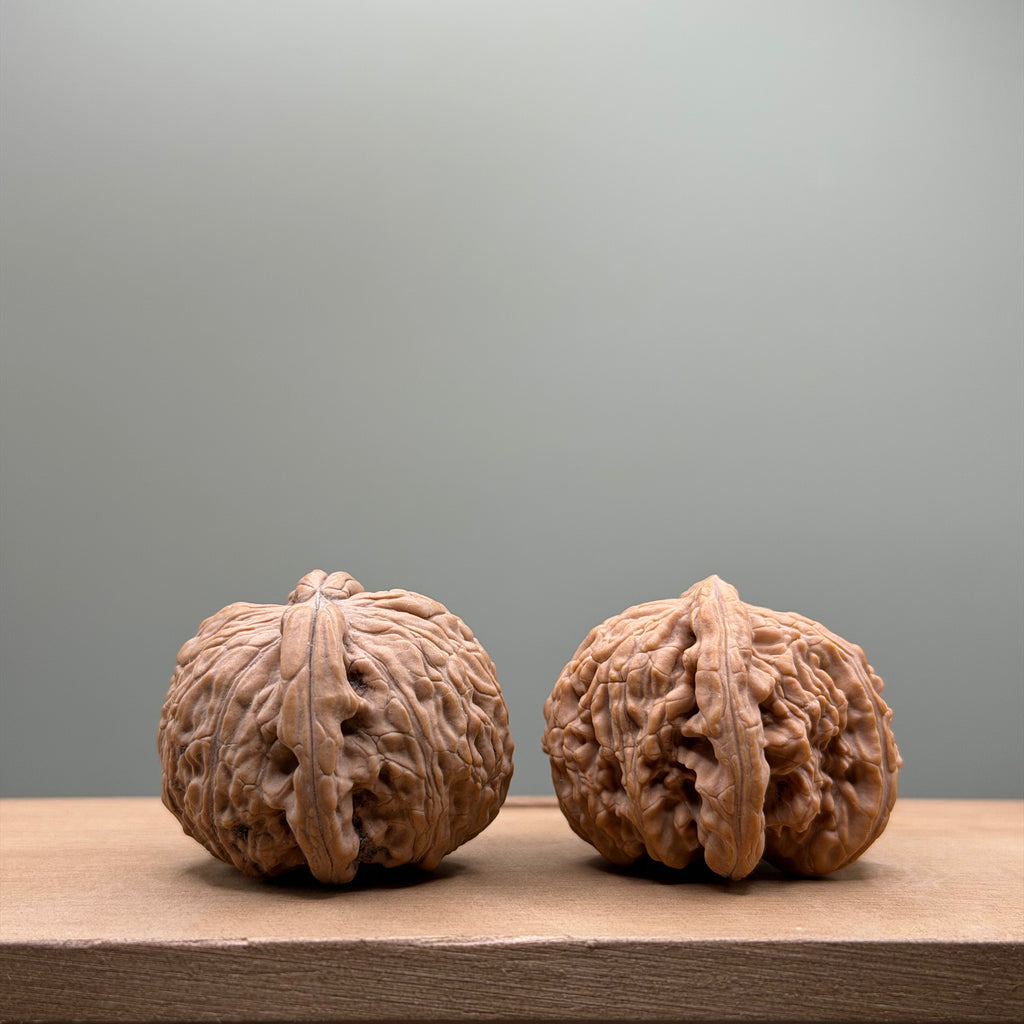 White Lion Head Walnut