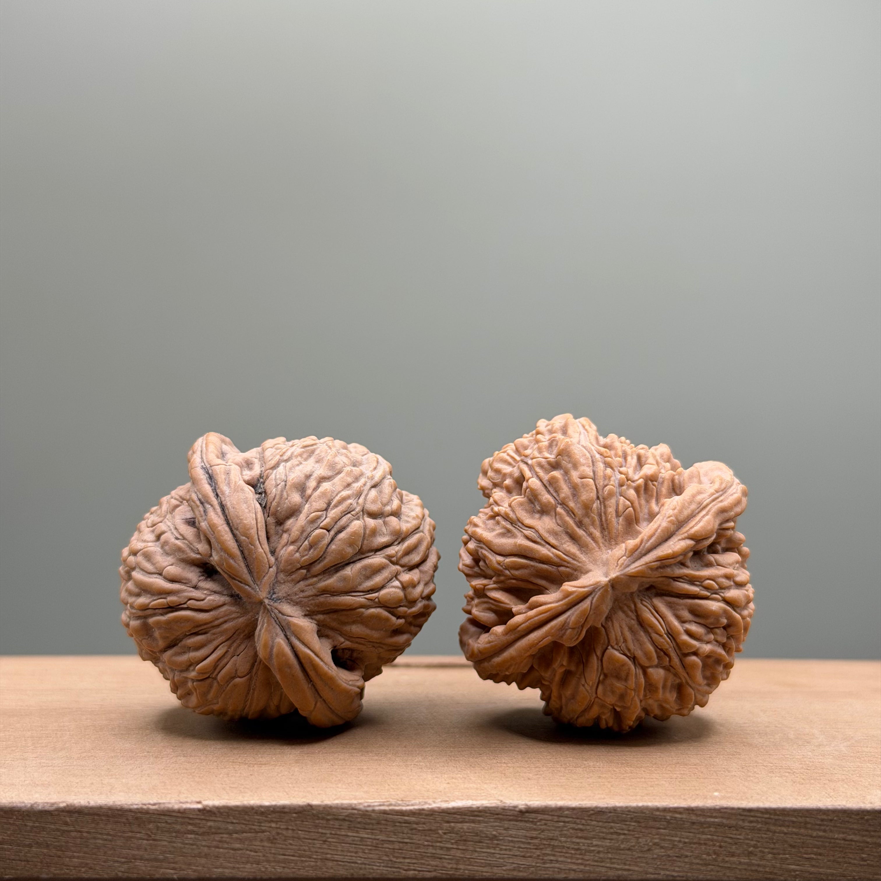 White Lion Head Walnut