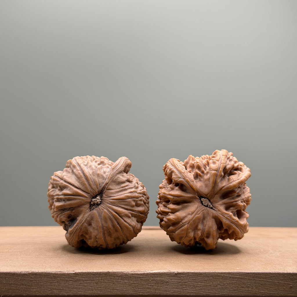 White Lion Head Walnut