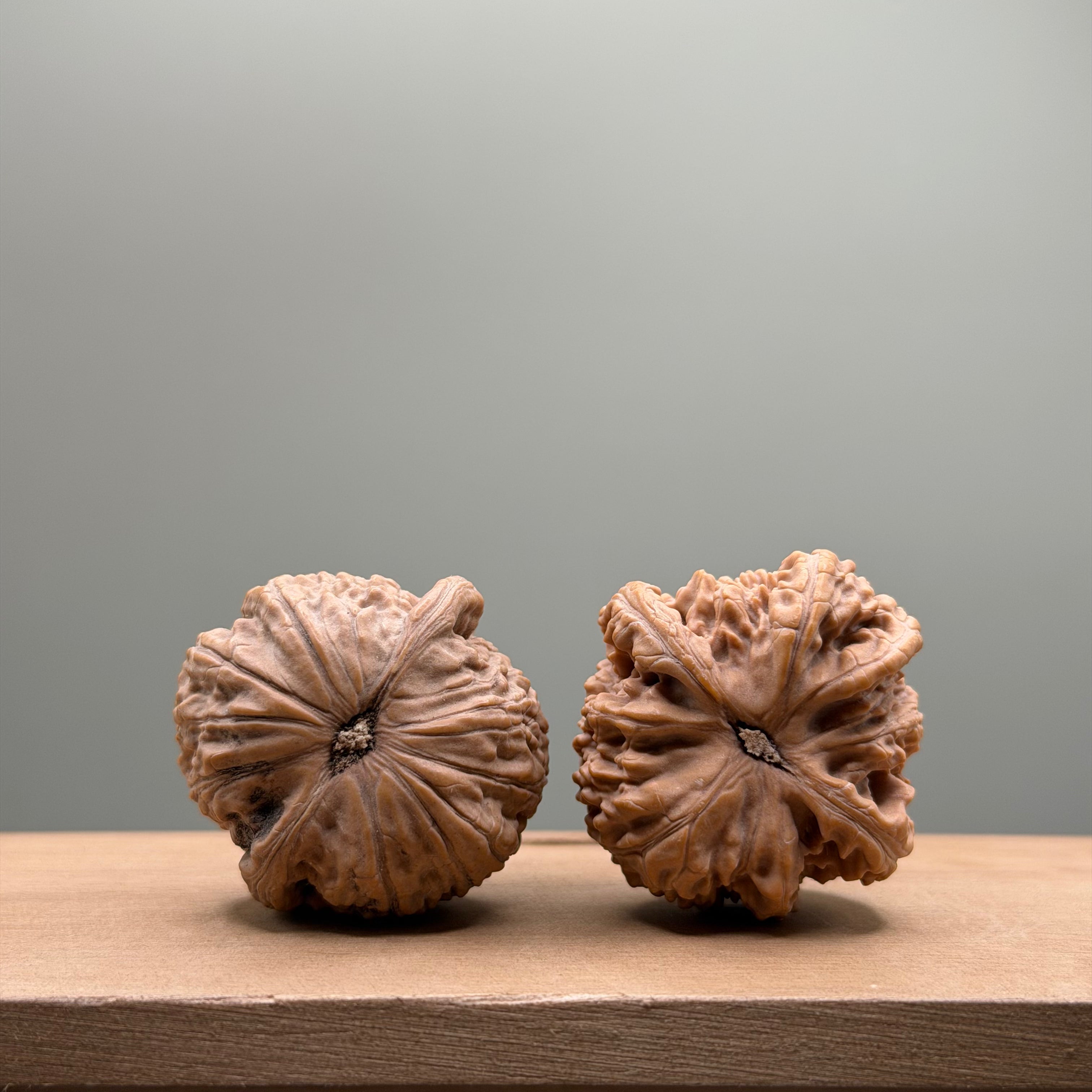 White Lion Head Walnut