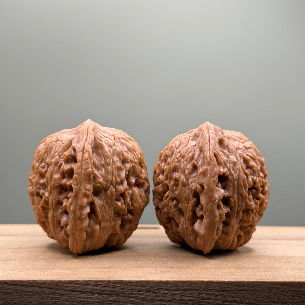 Hydrangea Lion Head Walnut