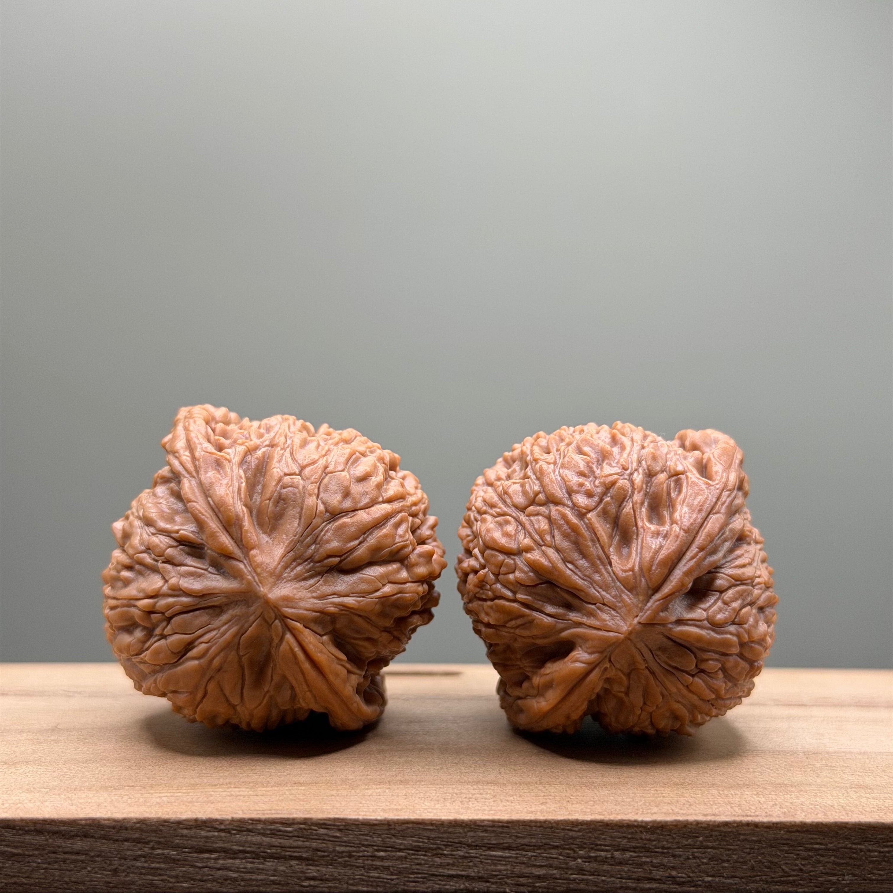 Hydrangea Lion Head Walnut