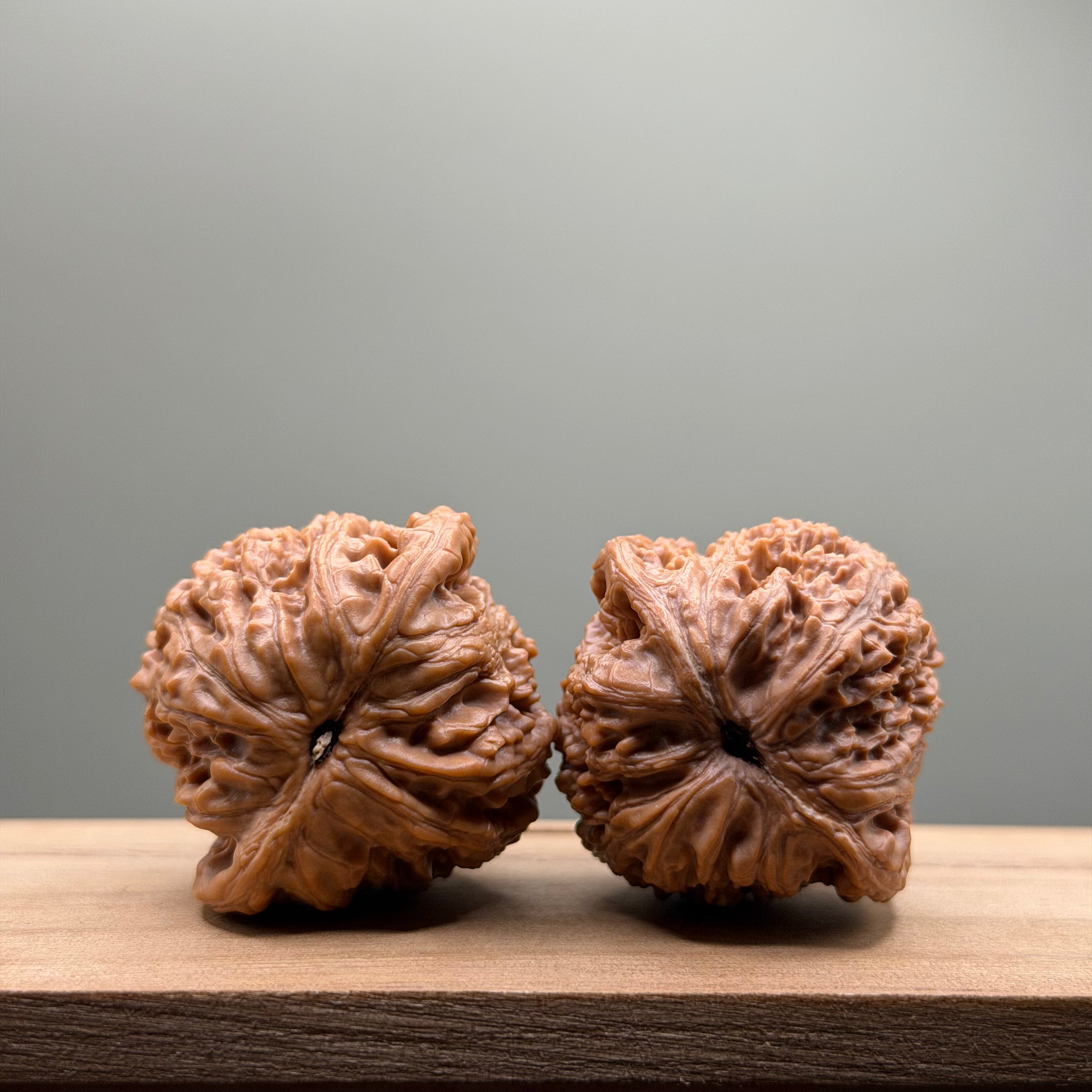 Hydrangea Lion Head Walnut