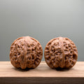 Wild Wolf Tiger Head Walnut