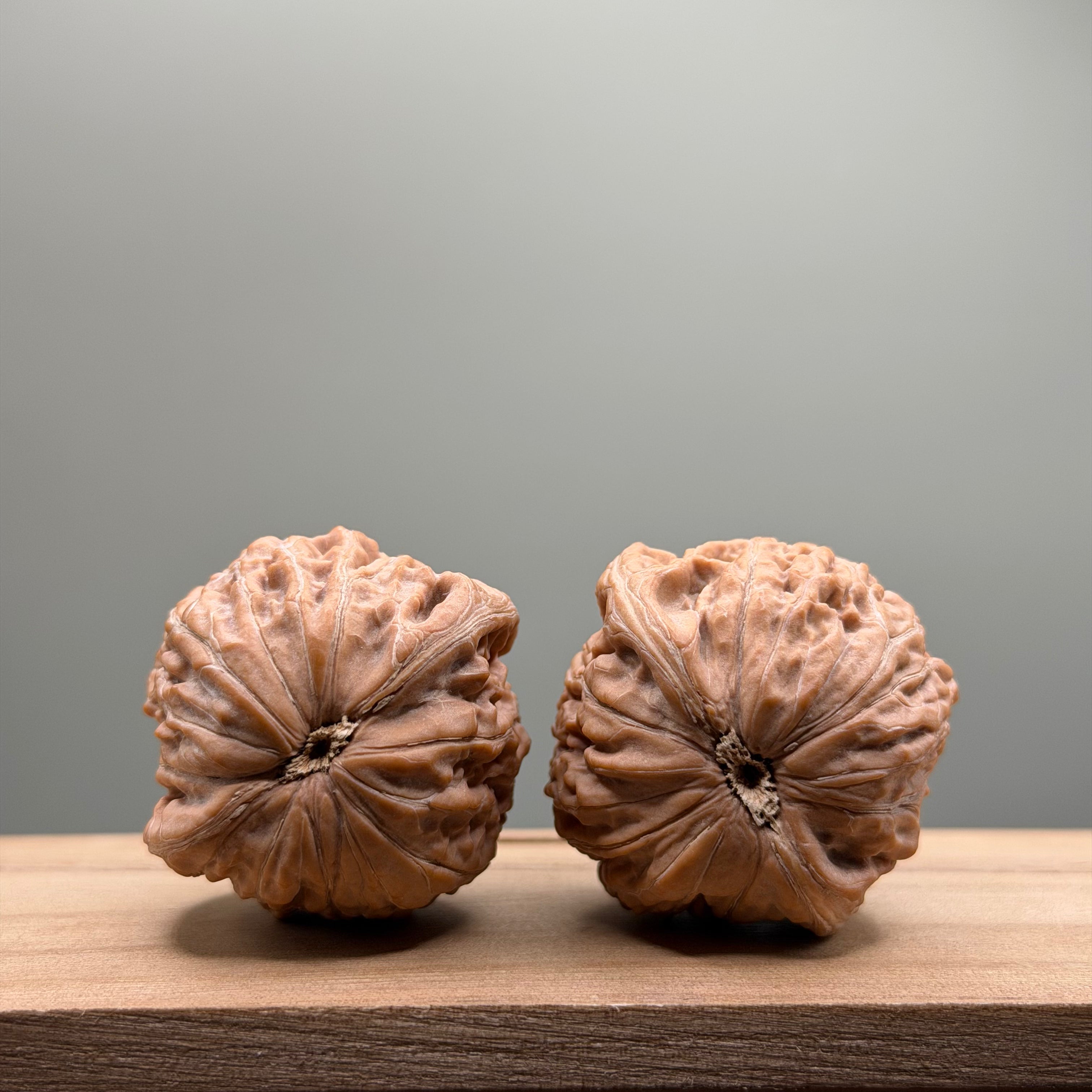 Hammer Lion Head Wenwan Walnut